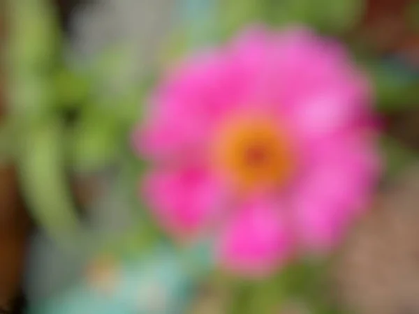 Defocused Abstract Background Zinnia Flower Bokeh Object —  Fotos de Stock