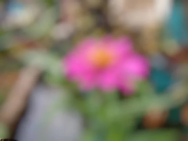 Defocused Abstract Background Zinnia Flower Bokeh Object — Stockfoto