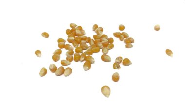scattered corn grains isolated on a white background.Dried corn grains