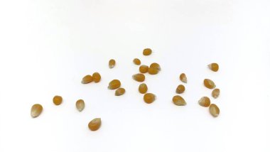 scattered corn grains isolated on a white background.Dried corn grains