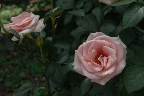 Schöne Rosen Wachsen Park — Stockfoto