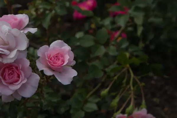 Beautiful Rose Grows Park — Stock Photo, Image