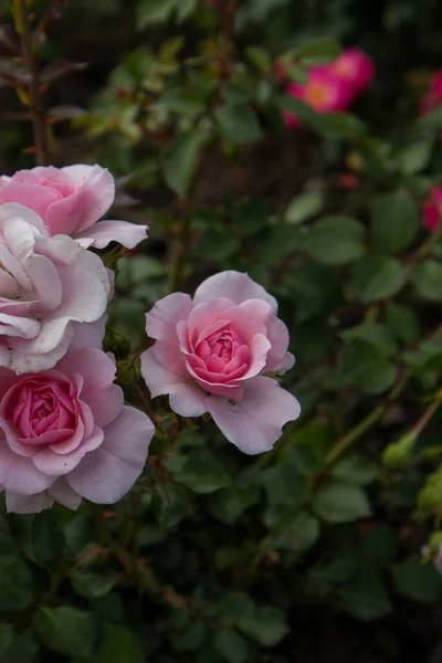 Beautiful Roses Park — Stock Photo, Image