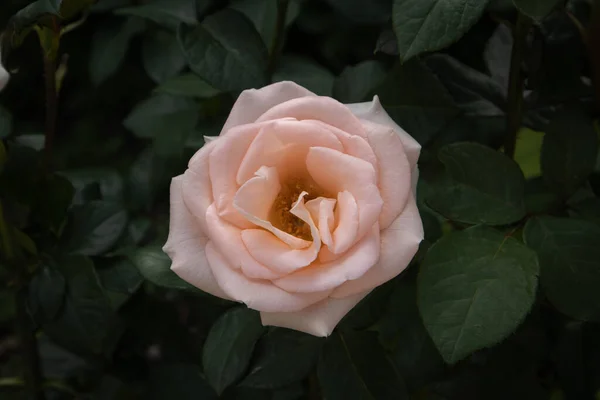 Beautiful Rose Grows Park — Stock Photo, Image