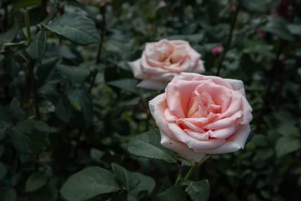 Piękne Róże Rosną Parku — Zdjęcie stockowe