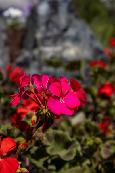 Фото Красного Цветка Растущего Парке — стоковое фото