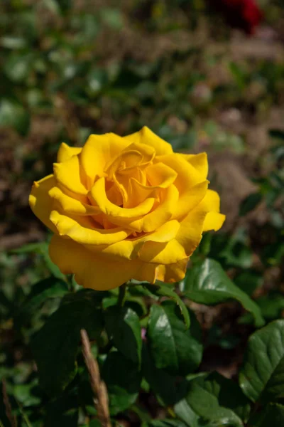Photo Yellow Rose Kazakhstan Nur Sultan City — Stock Photo, Image
