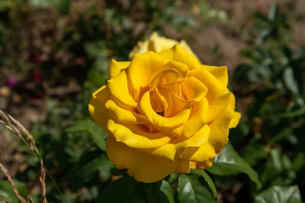 Photo Yellow Rose Kazakhstan Nur Sultan City — Stock Photo, Image