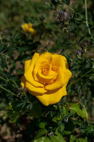 Zdjęcie Żółtej Róży Kazachstan Nur Sułtan — Zdjęcie stockowe