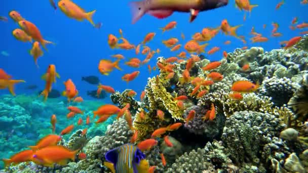 Värikäs Trooppisia Kaloja Lähellä Koralliriutta Hämmästyttävän Kaunis Vedenalainen Laukaus — kuvapankkivideo