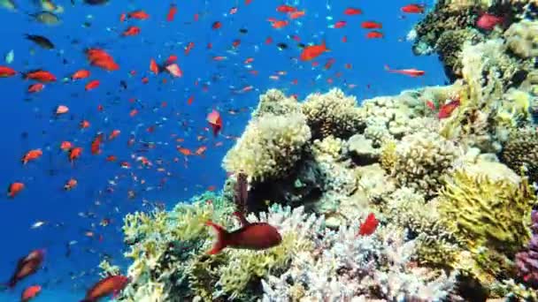 Coloridos Peces Tropicales Cerca Del Arrecife Coral Increíblemente Hermoso Tiro — Vídeos de Stock