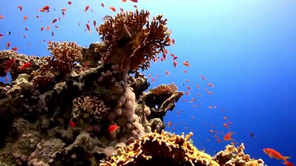 Πολύχρωμο Τροπικό Κοραλλιογενή Ύφαλο Υποβρύχια Blue Water Tropical Reef Σκηνή — Αρχείο Βίντεο
