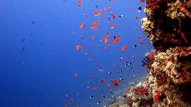 Undervattensutsikt Över Korallrev Och Fiskar Färgglada Tropiska Havet Scen Marint — Stockvideo