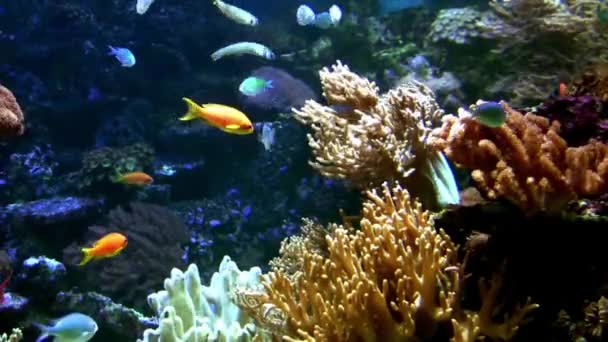 多彩的热带珊瑚礁美丽的水下生态系统鱼类和热带珊瑚礁中的珊瑚 — 图库视频影像