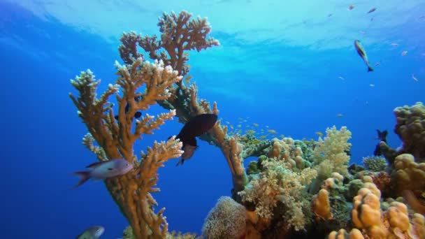 Coloridos Arrecifes Coral Tropical Hermosos Peces Submarinos Coloridos Corales Arrecife — Vídeos de Stock