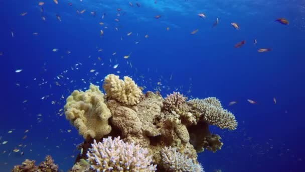 Красочные Тропические Коралловые Рифы Красивые Подводные Красочные Рыбы Кораллы Тропическом — стоковое видео