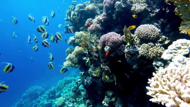 Peces Tropicales Submarinos Coral Garden Peces Marinos Arrecife Marino Imágenes — Vídeo de stock