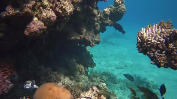 Peces Tropicales Submarinos Coral Garden Peces Marinos Arrecife Marino Imágenes — Vídeo de stock