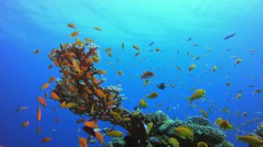 Su altı tropikal ve deniz şakayıkları renkli balıklar. Resif mercan sahnesi. Mercan bahçesi deniz manzarası