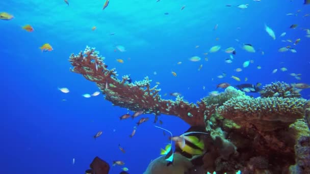 Peces Nadando Sobre Arrecife Coral Colorido Con Superficie Agua Fondo — Vídeos de Stock