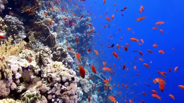 산호초 헤엄쳐 다닌다 — 비디오