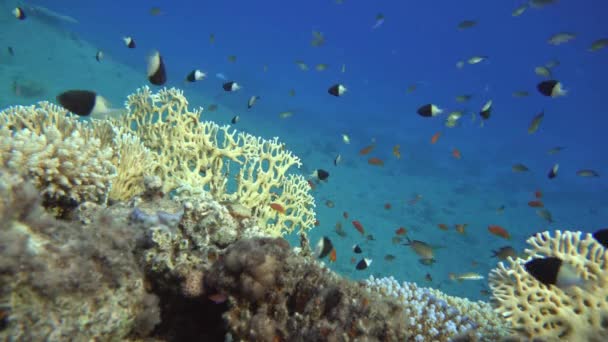Images Poissons Tropicaux Nageant Autour Récif Corallien Coloré Vie Marine — Video