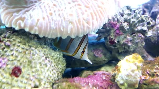 산호초 세계를 배경으로 헤엄치고 열대어 — 비디오