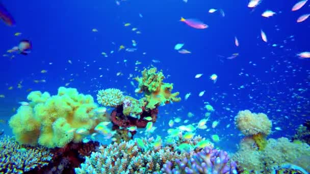 형형색색의 열대어와 아름다운 산호초푸른 — 비디오