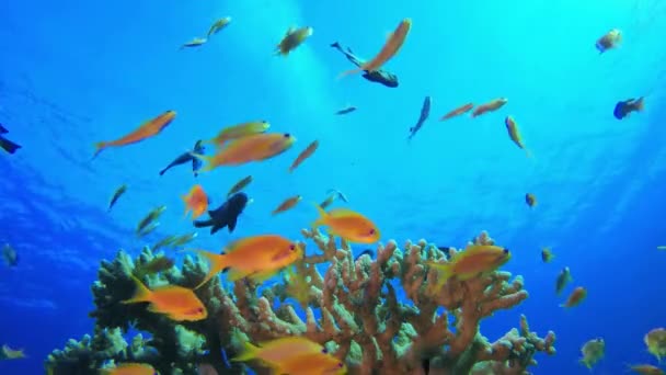 Arrecife Coral Hermosos Peces Vida Océano Tropical Colorido Paisaje Marino — Vídeo de stock