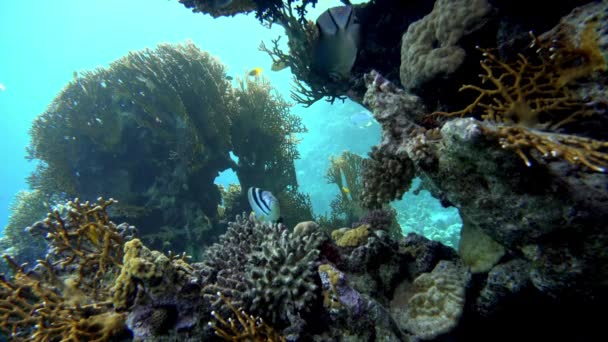 Korallrev Och Vacker Fisk Livet Havet Tropiska Färgglada Undervattens Havslandskap — Stockvideo