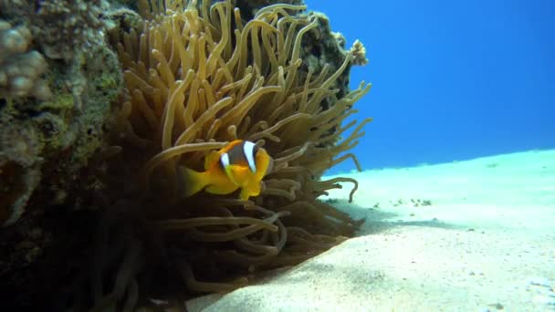 Anémones Sous Marines Tropicales Marines Poissons Colorés Scène Corail Récifal — Video