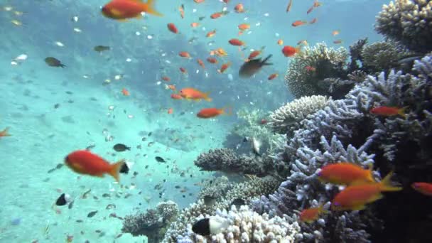Víz Alatti Trópusi Tengeri Anemonok Színes Halak Korallzátony Jelenet Korallok — Stock videók