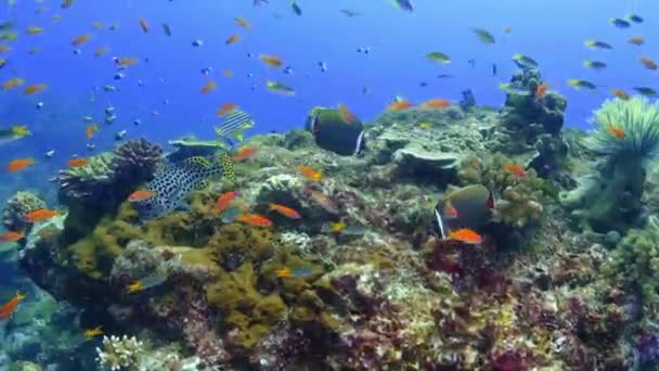 Vatten Tropiska Och Havsanemoner Färgglada Fisk Korallrev Korallträdgårdens Kustlandskap — Stockvideo