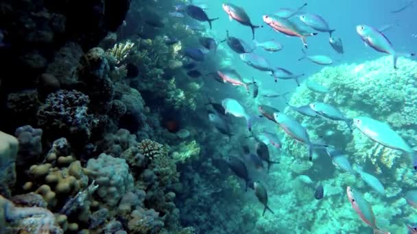 Vatten Tropiska Och Havsanemoner Färgglada Fisk Korallrev Korallträdgårdens Kustlandskap — Stockvideo