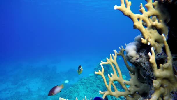 Gyönyörű Korallzátonyok Víz Alatti Tengeri Halak Trópusi Halzátony Tengerészgyalogos Búvárkodás — Stock videók