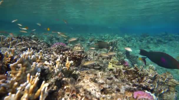 Peces Tropicales Arrecife Coral Vibrante Colorida Vida Marina Fondo Submarino — Vídeos de Stock