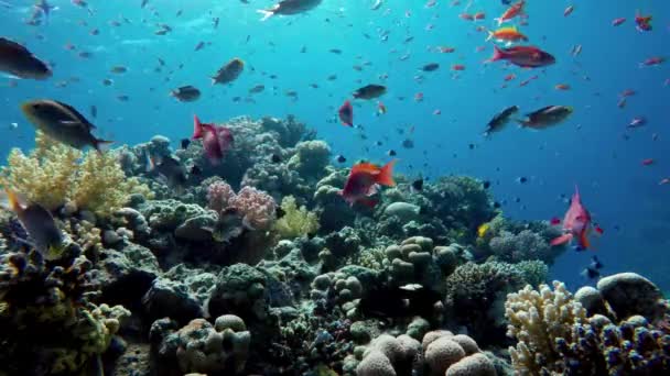 Trópusi Halak Élénk Korallzátonyon Színes Tengeri Élet Tenger Alatti Háttérrel — Stock videók