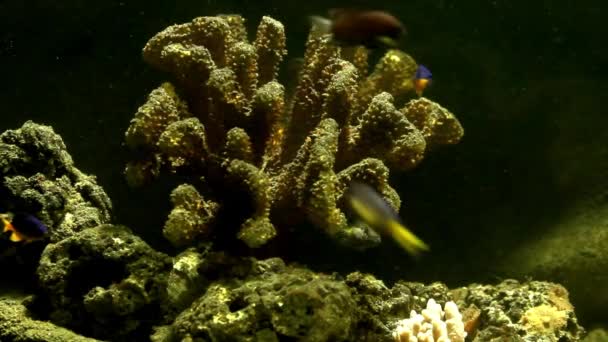 Hermoso Paisaje Submarino Con Peces Tropicales Corales Vida Coralina Tropical — Vídeos de Stock