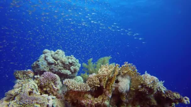 Vackert Undervattenslandskap Med Tropiska Fiskar Och Koraller Tropisk Korall Liv — Stockvideo