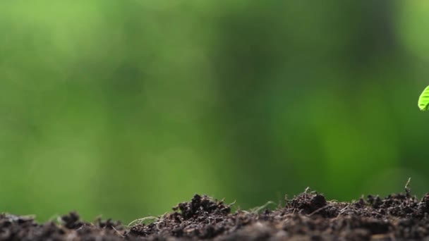 Concepto Reforestación Naturaleza Hombre Agricultor Plántulas Brotan Fondos Imágenes Del — Vídeo de stock