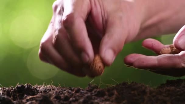 Reforestación Plantación Persona Cerrar Jardinería Plantación Ecología Concepto Fondos Material — Vídeo de stock