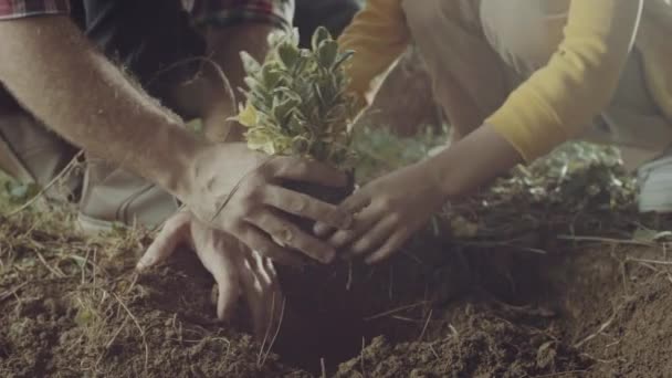 Herbebossing Mensen Zaaien Bodem Zonsondergang Gemeenschap Biologie Beeldmateriaal Illustratie Video — Stockvideo