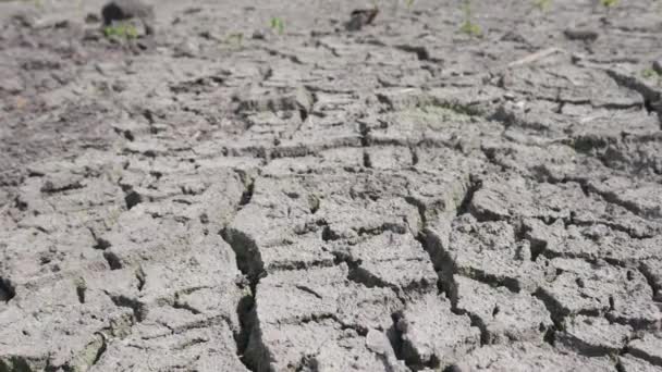 Prasklá Suchá Půda Bez Vody Panning Přes Trhliny Bláta Textury — Stock video
