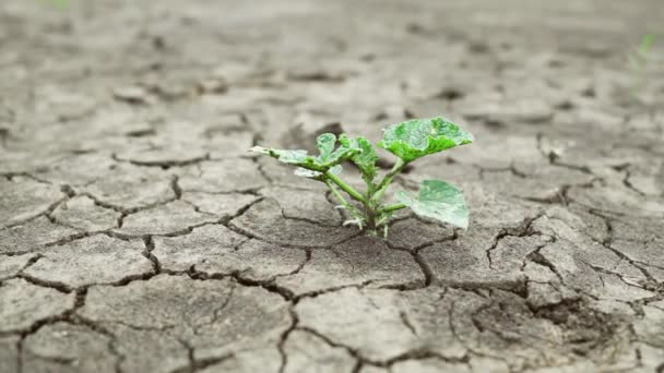 Cracked Ground Drought Soil Soil Crust Earth Climate Change Environmental — Video