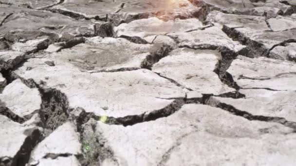 Sucho Způsobené Změnou Klimatu Koncept Sucha Sušené Popraskané Půdy Žízeň — Stock video