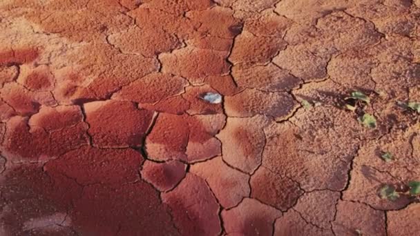 Earth Cracked Drought Dry Cracked Earth Summer Barren Field Hot — ストック動画