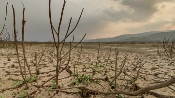 Aarde Gebarsten Door Droogte Droge Gebarsten Aarde Zomer Barren Veld — Stockvideo