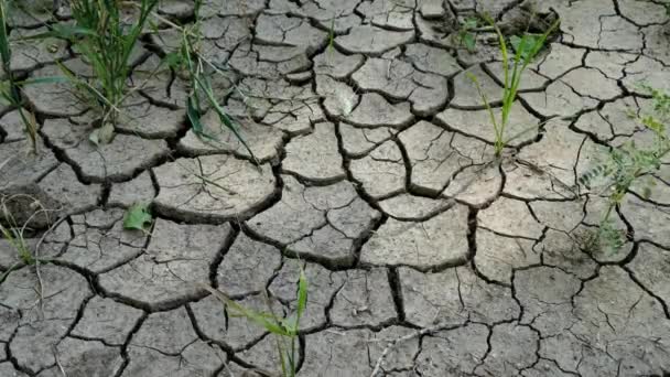 Footage Soil Drought Dry Land Mud Cracks Water Scarcity Climate — Stockvideo