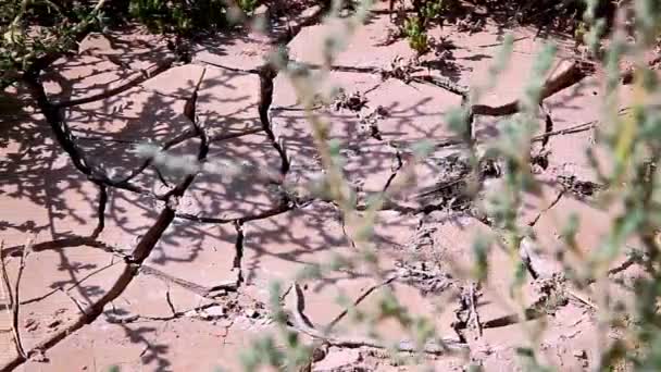 Drought Cracked Soils Dry Lakes Drought Soil Ecosystems Caused Climate — Stockvideo