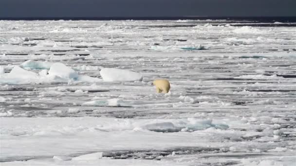 North Pole Bear Walking Melting Ice Sea Water Looking Food — Video